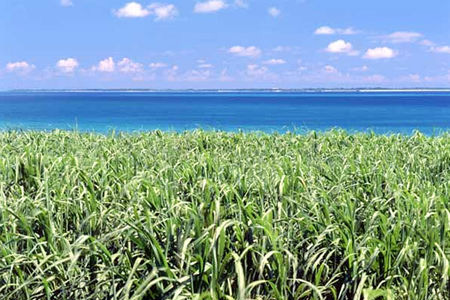 010沖縄本島：さとうきび畑